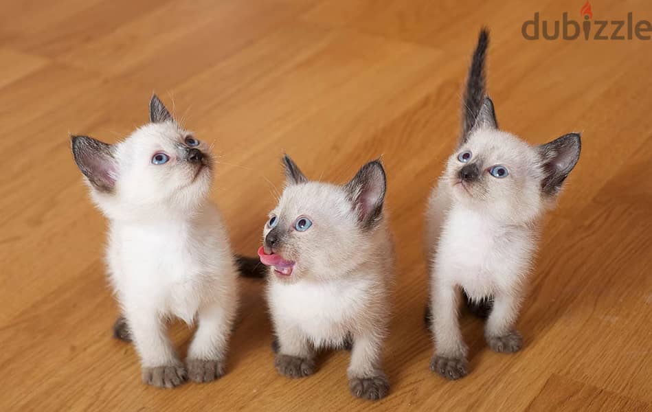 whatsapp me +96555207281 Siamese kittens for sale 1