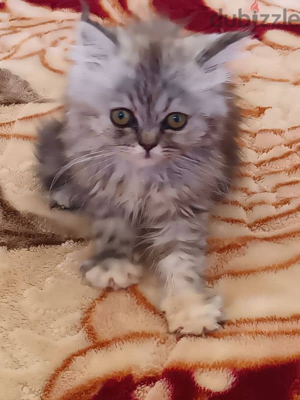 female kitten for sale 0