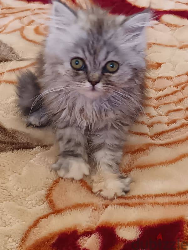 female kitten for sale 2