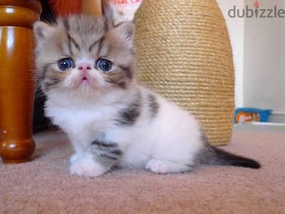 Whatsapp me +96555207281 Exotic shorthair kittens for sale