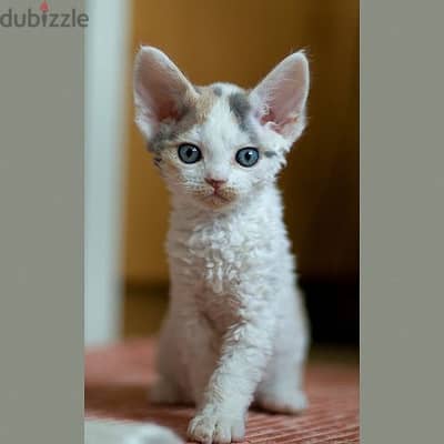 Whatsapp me +96555207281 Devon Rex kittens for sale