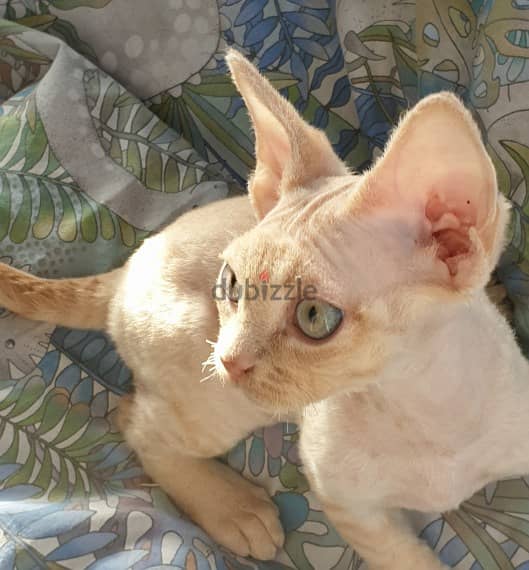 Whatsapp me +96555207281 Devon Rex kittens for sale 2