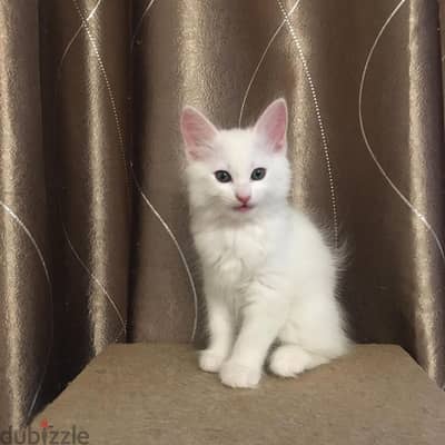 Whatsapp me +96555207281 Turkish Angora kitten for sale