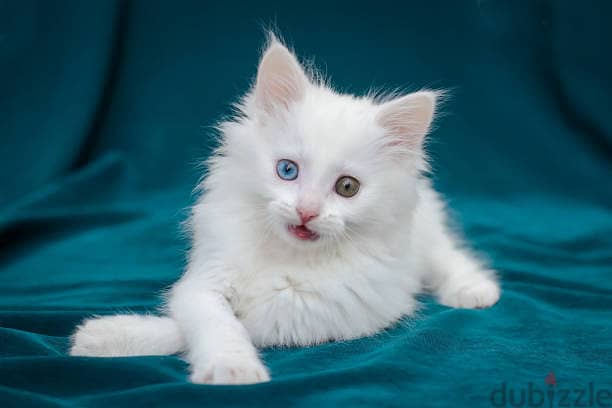 Whatsapp me +96555207281 Turkish Angora kitten for sale 2