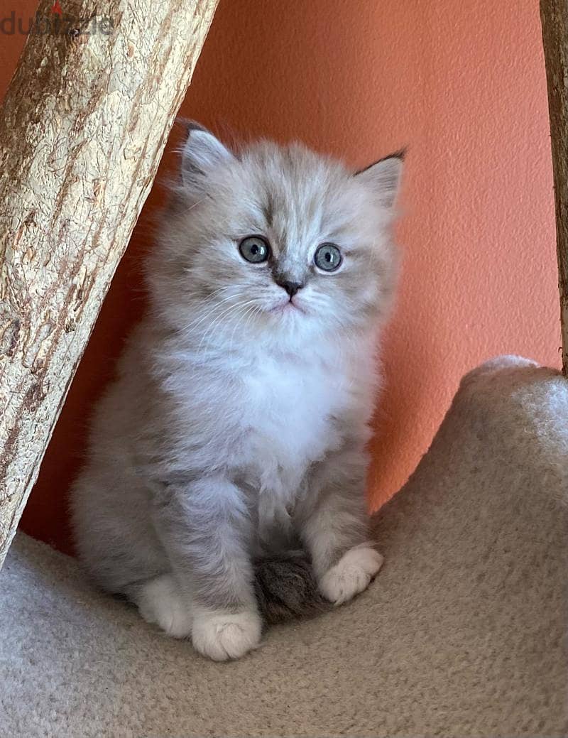 Whatsapp me +96555207281 Ragamuffin kittens for sale 2