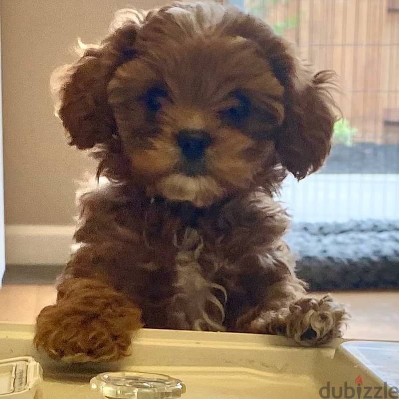 Whatsapp me +96555207281 Cavapoo puppies for sale 1