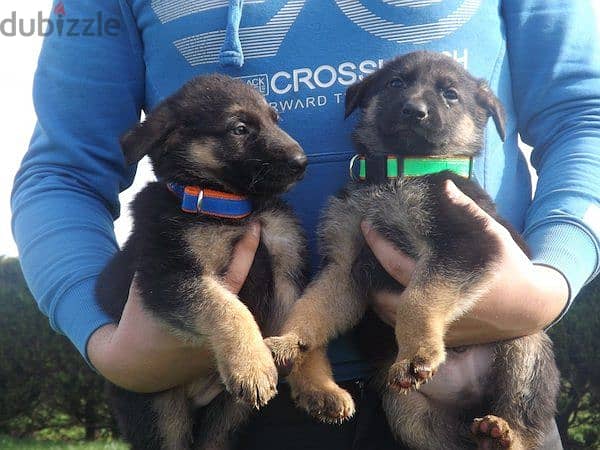 Whatsapp me +96555207281 German Shepherd puppies for sale 0