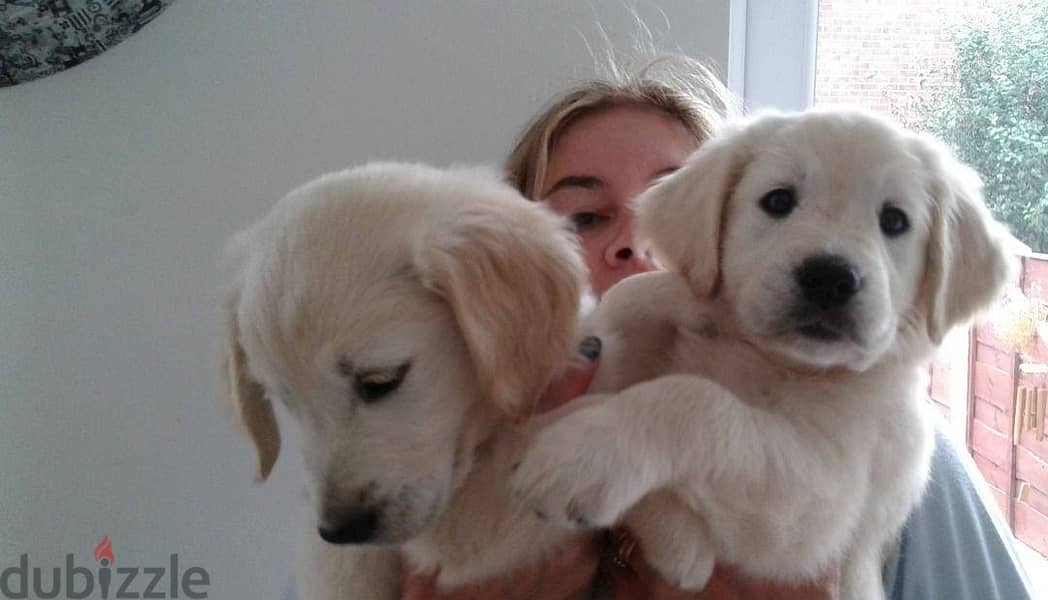 Whatsapp me +96555207281 Golden Retriever rd puppies for sale 2