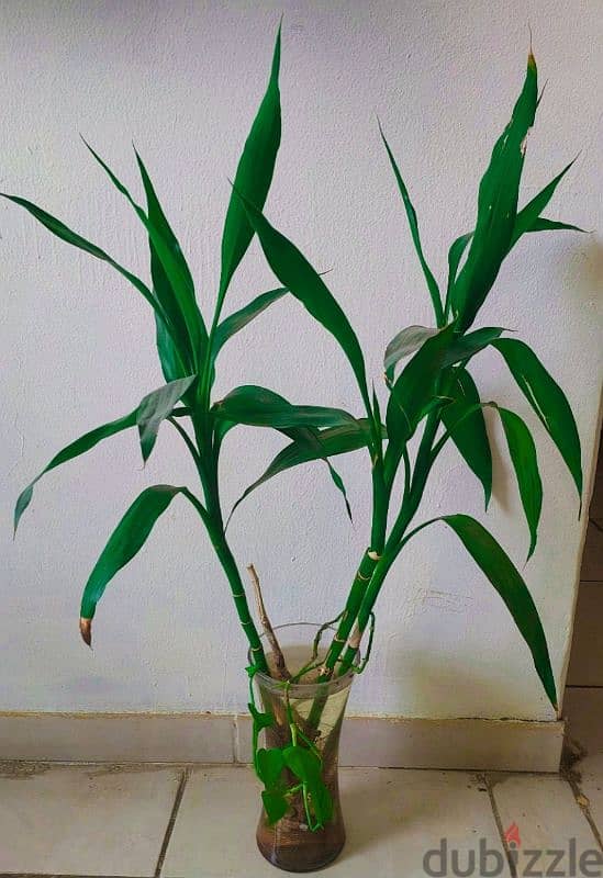 indoor plant 0