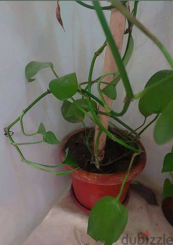 indoor plant 2