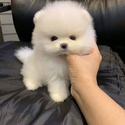 WhatAspp + 1 646 772 1572 pomeranian puppies available for sell