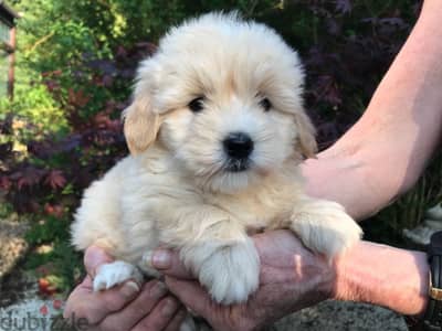 Whatsapp me +96555207281 Poodle puppies for sale