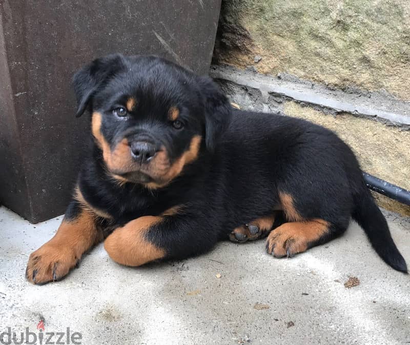 Whatsapp me +96555207281 Rottweiler puppies for sale 1