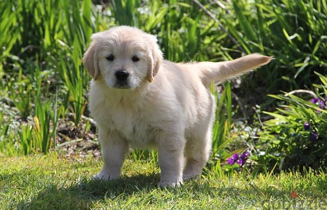 Whatsapp me +96555207281 Golden Retriever puppies for sale 2