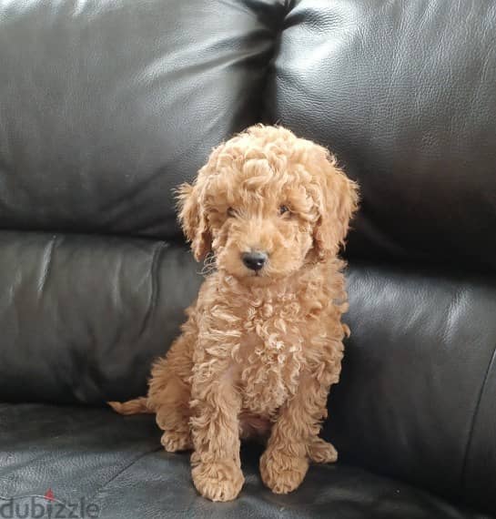 Whatsapp me +96555207281 Male and Female Toy poodle  puppies for sale 2