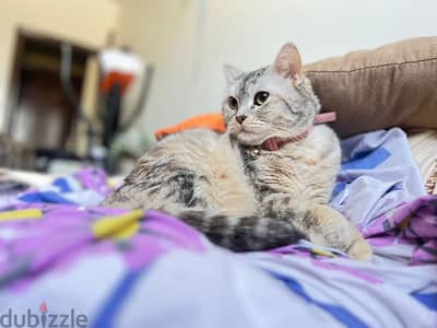 Mix-Turkish Angora&Scottish Fold Spayed Playful Cat