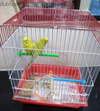 bird for sale