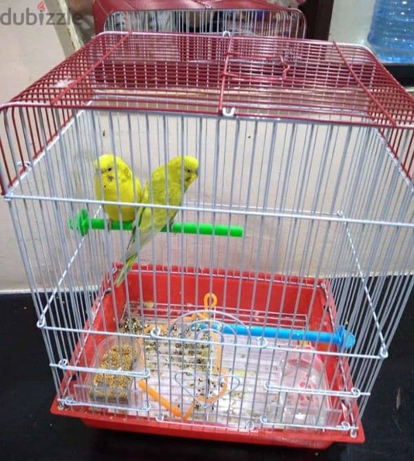 bird for sale 0