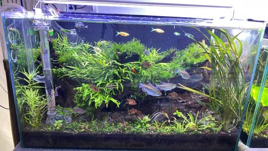 60x35x30cm aquarium