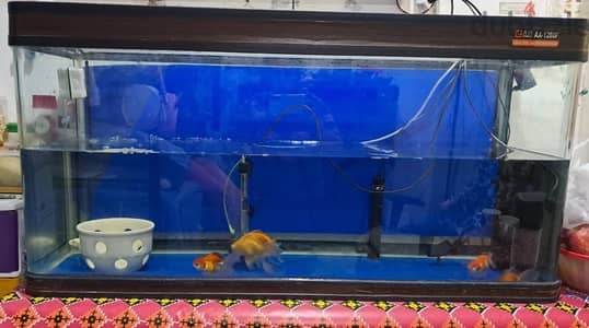 BIG AQUARIUM WITH VERY HEALTHY FISH FOR SALE