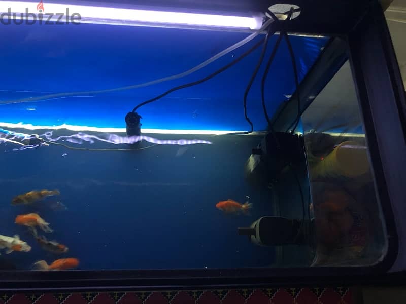 BIG AQUARIUM WITH VERY HEALTHY FISH FOR SALE 1