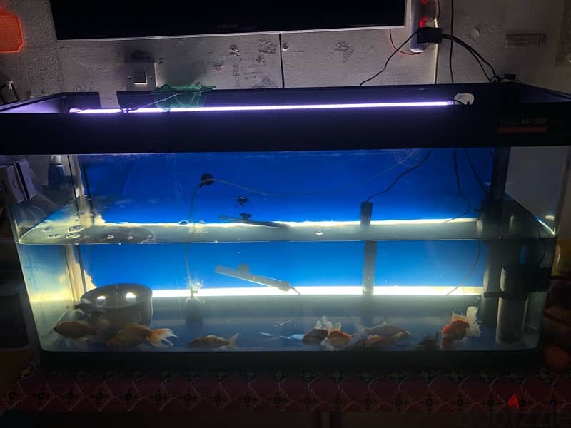 BIG AQUARIUM WITH VERY HEALTHY FISH FOR SALE 2