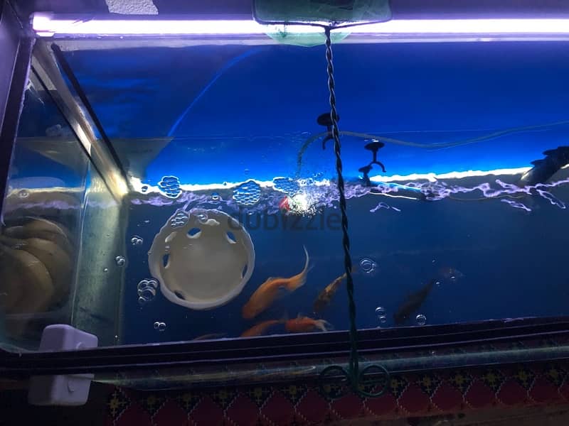 BIG AQUARIUM WITH VERY HEALTHY FISH FOR SALE 3