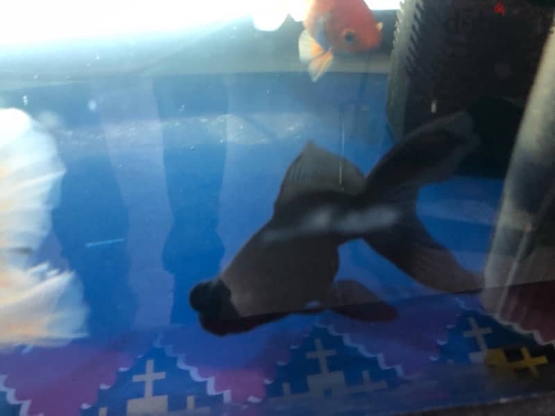 BIG AQUARIUM WITH VERY HEALTHY FISH FOR SALE 6