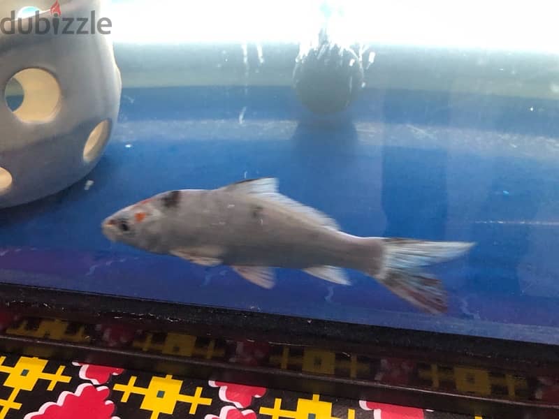 BIG AQUARIUM WITH VERY HEALTHY FISH FOR SALE 8