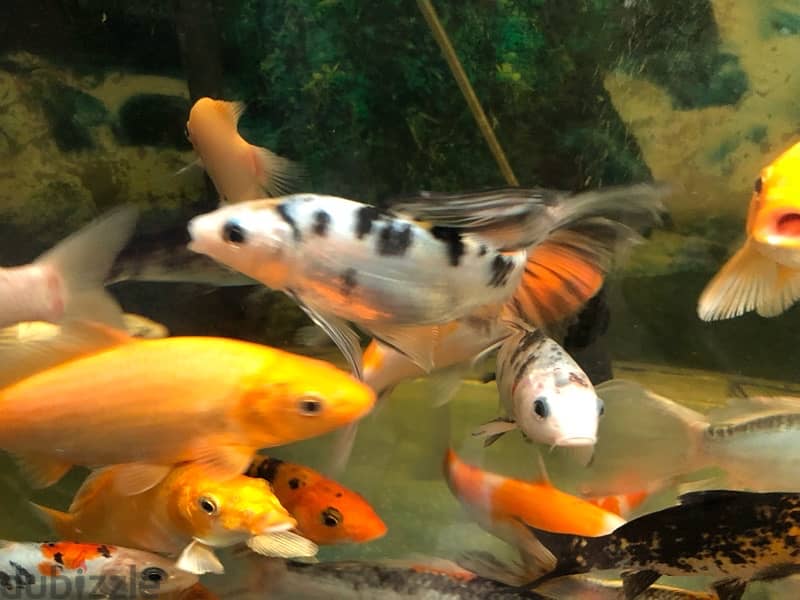 BIG AQUARIUM WITH VERY HEALTHY FISH FOR SALE 9