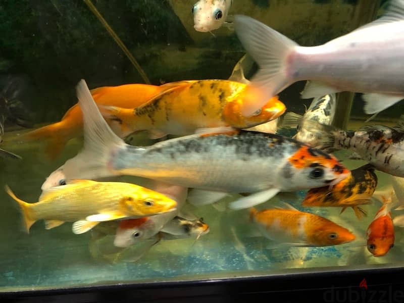 BIG AQUARIUM WITH VERY HEALTHY FISH FOR SALE 10