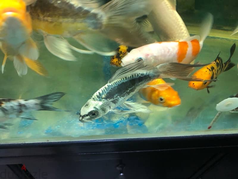 BIG AQUARIUM WITH VERY HEALTHY FISH FOR SALE 11