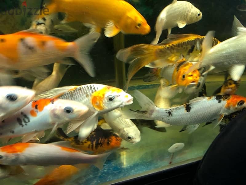 BIG AQUARIUM WITH VERY HEALTHY FISH FOR SALE 13