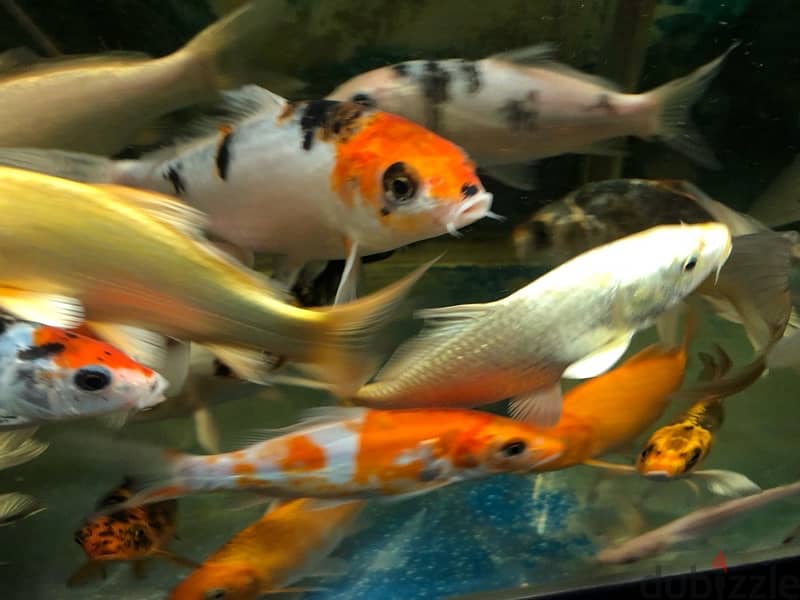 BIG AQUARIUM WITH VERY HEALTHY FISH FOR SALE 15