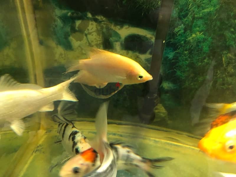 BIG AQUARIUM WITH VERY HEALTHY FISH FOR SALE 16