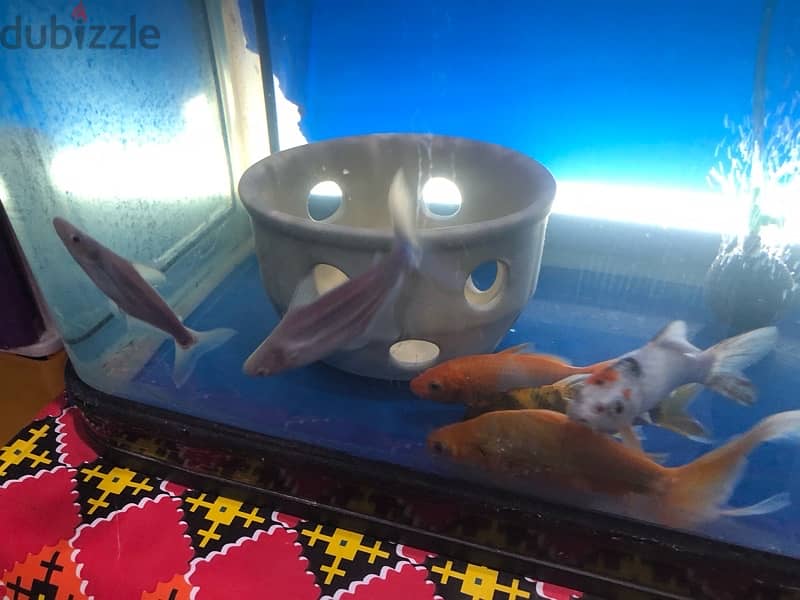 BIG AQUARIUM WITH VERY HEALTHY FISH FOR SALE 17