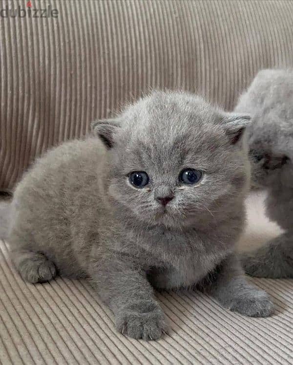 British shorthair kitten 3