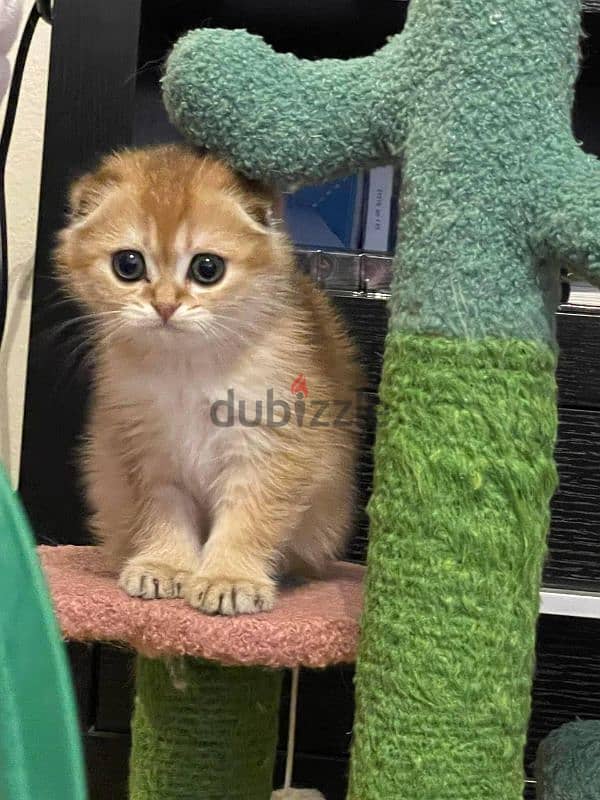 British shorthair kitten 4