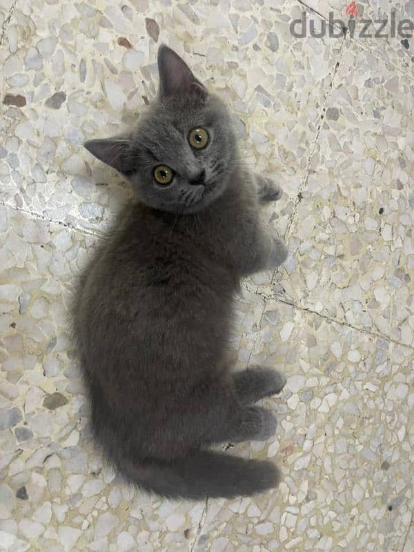 British shorthair kitten 6