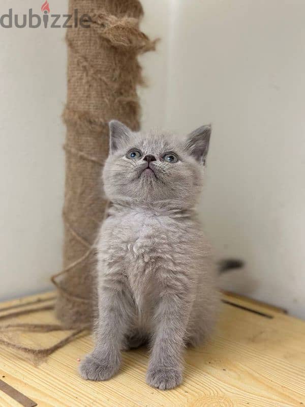 British shorthair kitten 7