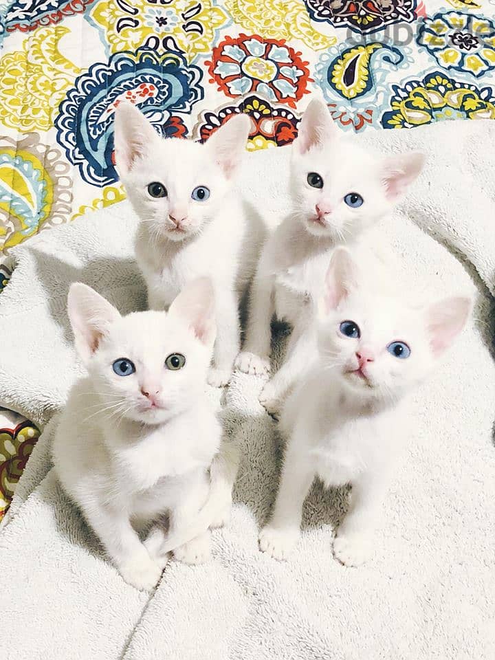 Whatsapp me +96555207281 Khao Manee kittens for sale 0