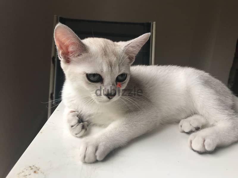 Whatsapp me +96555207281 Burmilla kittens for sale 1