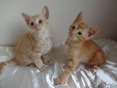 Whatsapp me +96555207281 Laperm kittens for sale