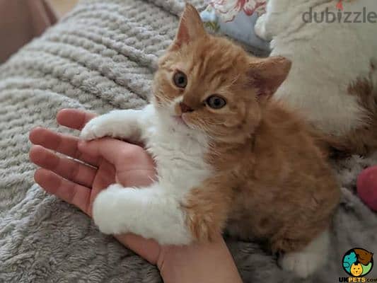 Whatsapp me +96555207281 Selkirk Rex kittens for sale 0