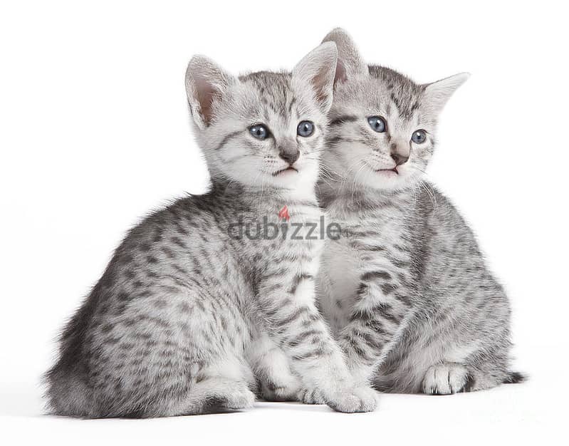 Whatsapp me +96555207281 Egyptian Mau kittens for sale 0