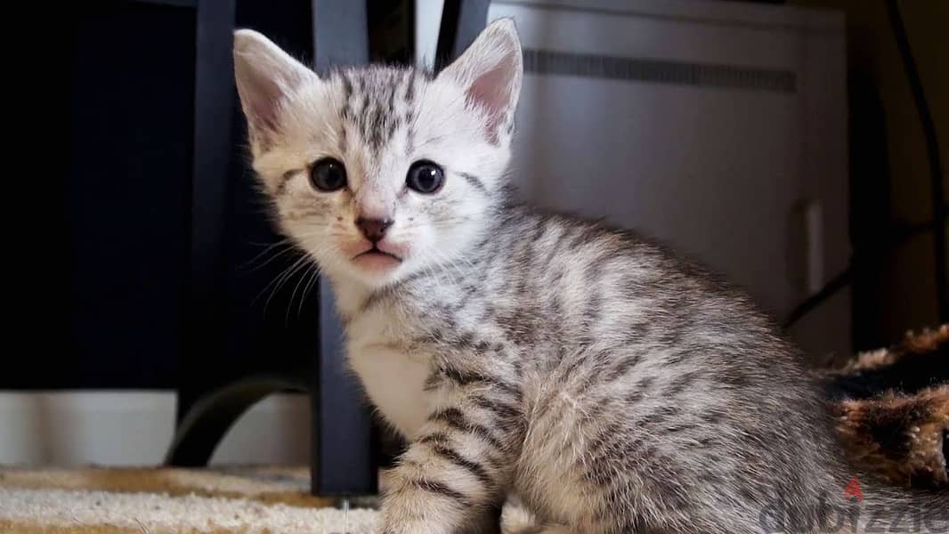 Whatsapp me +96555207281 Egyptian Mau kittens for sale 1