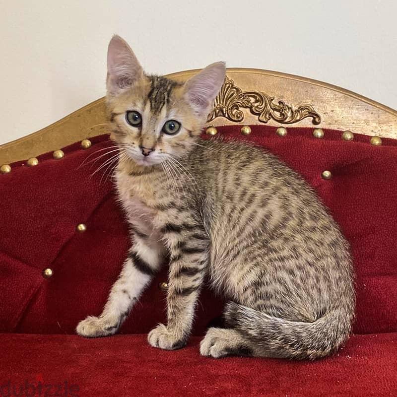 Whatsapp me +96555207281 Egyptian Mau kittens for sale 2