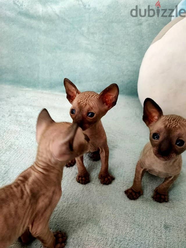 Whatsapp me +96555207281 Cornish Rex kittens for sale 1