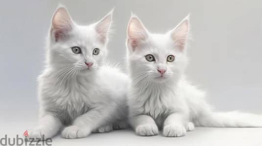 Whatsapp me +96555207281 Turkish Angora kittens for sale