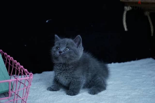 Whatsapp me +96555207281 British shorthair kittens for sale 2